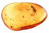 Detailed Fossil Wasp (Torymidae) in Baltic Amber #346580-1